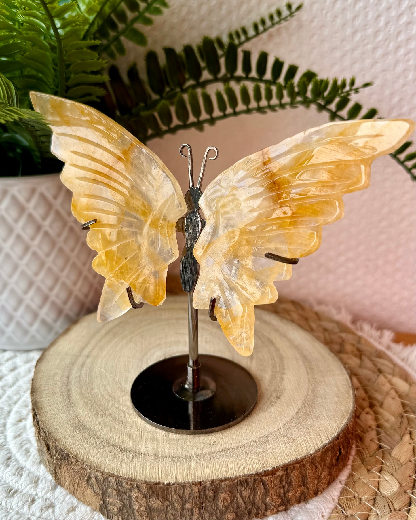PAPILLONS